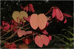 Bauhinia phoenicea